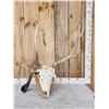 Image 1 : Freak Nontypical Elk Skull On Plaque