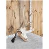 Image 3 : Freak Nontypical Elk Skull On Plaque