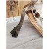 Image 4 : Freak Nontypical Elk Skull On Plaque