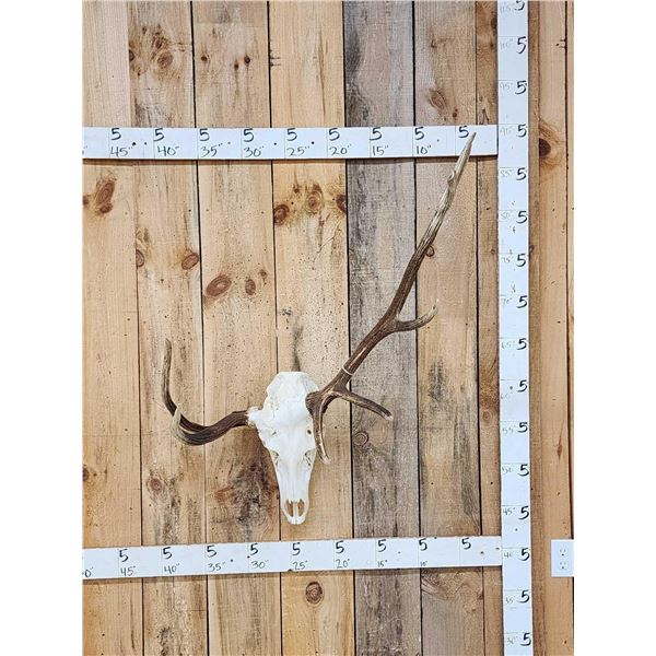 Freak Nontypical Elk Antlers On Skull