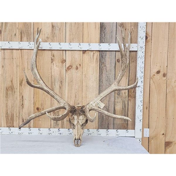 GIANT 470 Class Nontypical Elk Antler On Skull