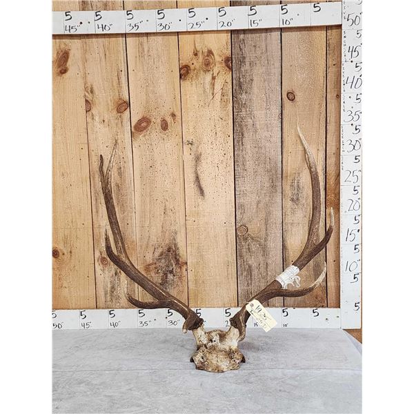 5x5 Elk Antlers On Skull Plate