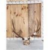 Image 1 : 5x5 Elk Antlers On Skull Plate