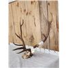 Image 2 : 5x5 Elk Antlers On Skull Plate