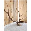 Image 3 : 5x5 Elk Antlers On Skull Plate