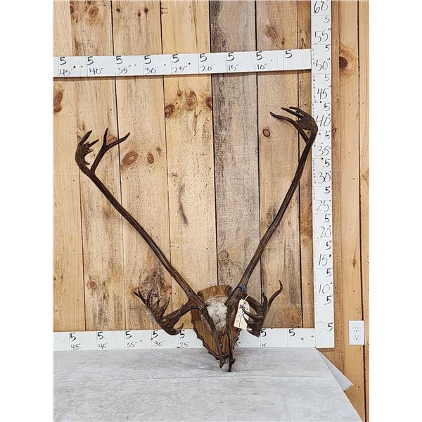 Double Shovel Caribou Antlers On Plaque