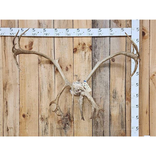 Freak Deformed Nontypical Caribou Antlers On Skull Plate