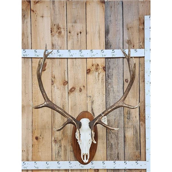Extra Nice 6x6 Elk Antlers On Skull