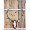 Image 1 : Extra Nice 6x6 Elk Antlers On Skull