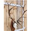 Image 2 : Extra Nice 6x6 Elk Antlers On Skull