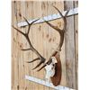 Image 3 : Extra Nice 6x6 Elk Antlers On Skull