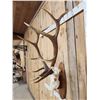 Image 4 : Extra Nice 6x6 Elk Antlers On Skull