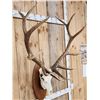 Image 5 : Extra Nice 6x6 Elk Antlers On Skull
