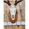 Image 6 : Extra Nice 6x6 Elk Antlers On Skull