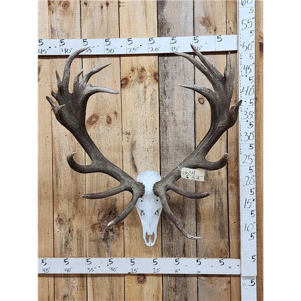 Heavy Mass 11x12 Red Stag Antlers On Skull