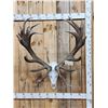 Image 1 : Heavy Mass 11x12 Red Stag Antlers On Skull