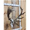 Image 2 : Heavy Mass 11x12 Red Stag Antlers On Skull