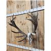 Image 3 : Heavy Mass 11x12 Red Stag Antlers On Skull
