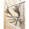 Image 4 : Heavy Mass 11x12 Red Stag Antlers On Skull