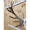 Image 5 : Heavy Mass 11x12 Red Stag Antlers On Skull
