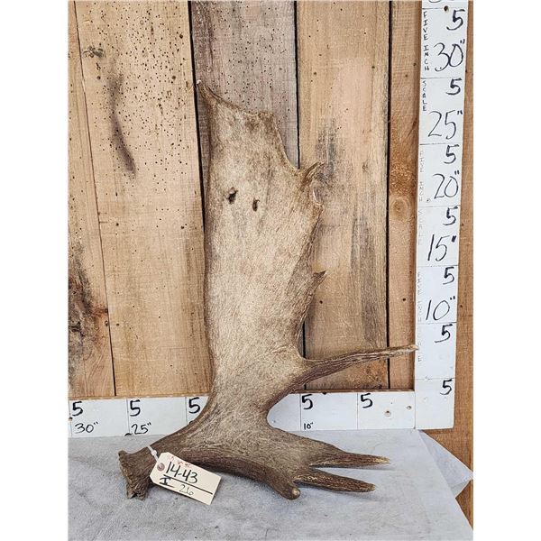 11.5 Lbs Moose Shed Antler