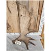 Image 2 : 11.5 Lbs Moose Shed Antler