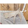 Image 3 : 11.5 Lbs Moose Shed Antler