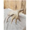 Image 4 : 11.5 Lbs Moose Shed Antler