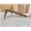 Image 5 : 11.5 Lbs Moose Shed Antler