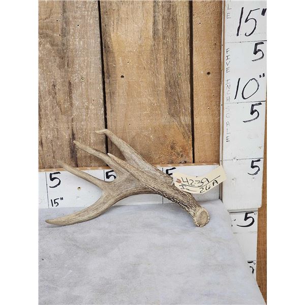 Wild Palmated 4 Point Whitetail Shed Antler