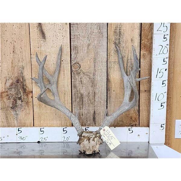 Vintage Nontypical Mule Deer Antlers On Skull Plate