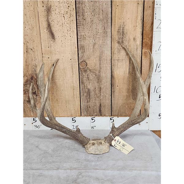 BIG 6x5 Mule Deer Antlers On Skull Plate