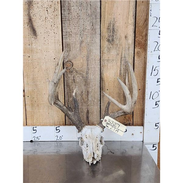 Main Frame 5x5 Whitetail Antlers On Skull