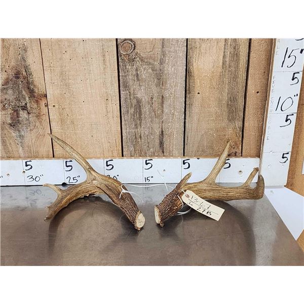 Vintage Whitetail Antlers Cut Below The Burr