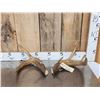 Image 1 : Vintage Whitetail Antlers Cut Below The Burr