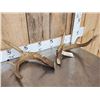 Image 2 : Vintage Whitetail Antlers Cut Below The Burr