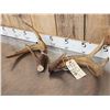 Image 3 : Vintage Whitetail Antlers Cut Below The Burr