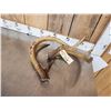 Image 4 : Vintage Whitetail Antlers Cut Below The Burr