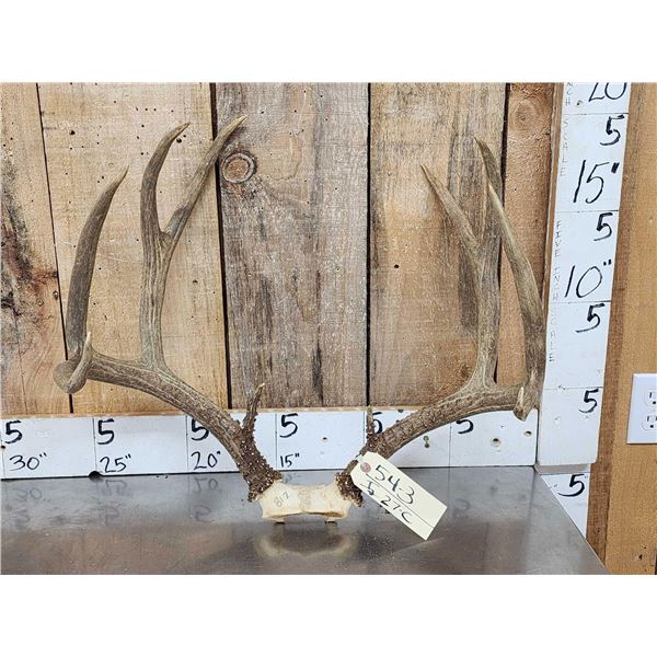 5x5 Mule Deer Antlers On Skull Plate