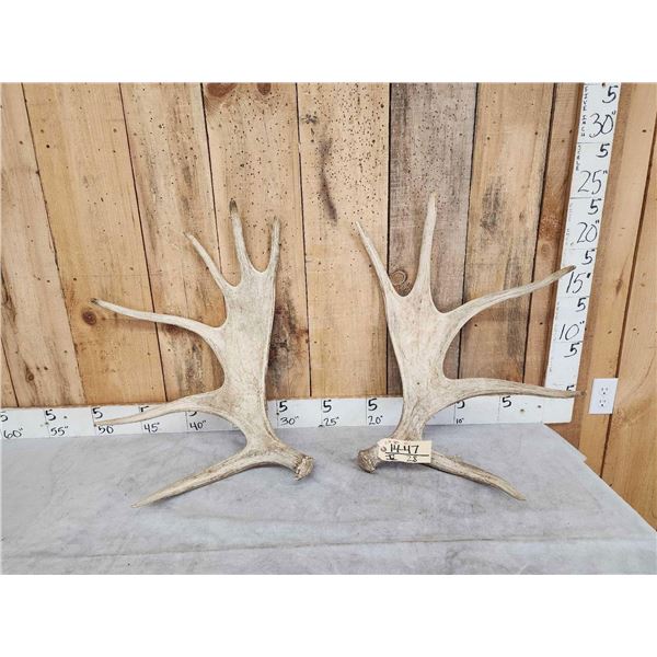 11.6 Lbs Set Of Moose Shed Antlers