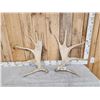 Image 1 : 11.6 Lbs Set Of Moose Shed Antlers