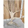 Image 2 : 11.6 Lbs Set Of Moose Shed Antlers