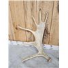 Image 3 : 11.6 Lbs Set Of Moose Shed Antlers