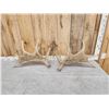 Image 4 : 11.6 Lbs Set Of Moose Shed Antlers