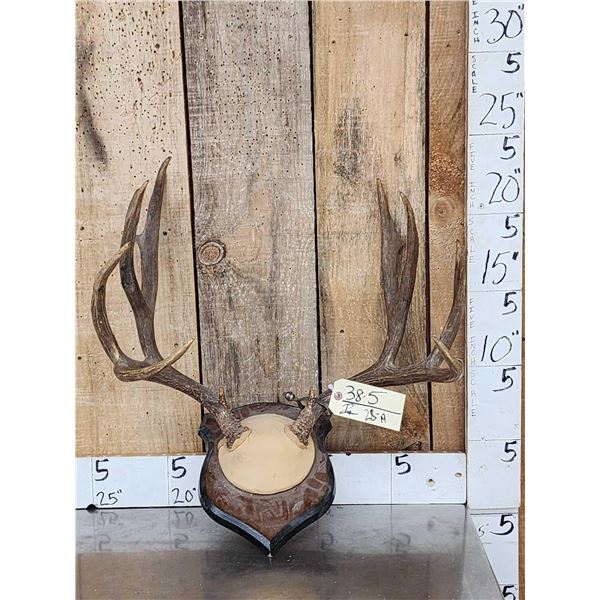 Vintage 7x7 Mule Deer Antlers On Plaque