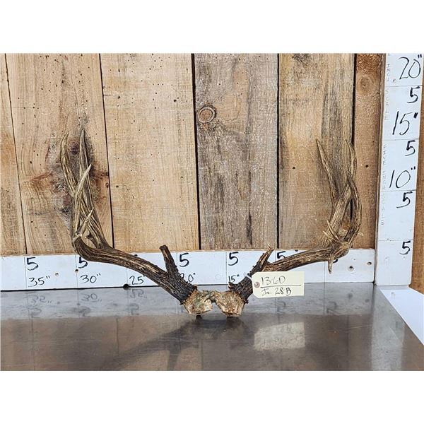 Vintage Nontypical Mule Deer Antlers On Skull Plate