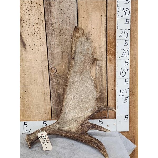 9.8 Lbs Moose Shed Antler
