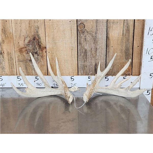 Main Frame 5x5 Whitetail Shed Antlers