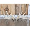 Image 1 : Main Frame 5x5 Whitetail Shed Antlers