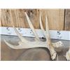 Image 2 : Main Frame 5x5 Whitetail Shed Antlers